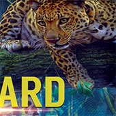 Игра Посмотри на жизнь леопарда онлайн